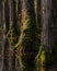 Backlit Cypress Trees in Swamp
