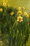 Backlit daffodils