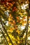 Backlit Fall Leaves