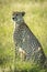 Backlit female cheetah sits in tall grass