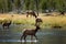 Backlit Female Elk Crossing Stream #2