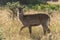 Backlit female waterbuck crosses grass in sunshine