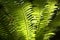 Backlit fern fronds