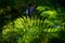 Backlit fern leaves, native bush, west coast, south island, New Zealand