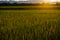 Backlit field view beautiful evening nature scene for background