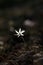 Backlit flower of Narcissus obsoletus daffodil