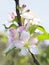 Backlit Focus Stacked Closeup Image of Apple Blossoms
