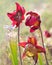 Backlit Focus Stacked Crimson Pitcher Plant