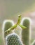 Backlit Focus Stacked Image of a Carolina Praying Mantis On Top of a Cactus