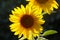 Backlit and Glowing Brilliant Yellow Sunflower II Helianthus
