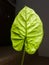 Backlit, glowing giant leaf of ornamental plant Adam in house