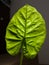 Backlit, glowing giant leaf of ornamental plant Adam in house