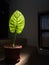 Backlit, glowing giant leaf of ornamental plant Adam in vase on stairs in house