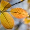 Backlit Glowing Orange and Yellow Tree Leaves.