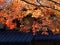 Backlit golden autumn foliage