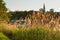 Backlit golden reed near river Danube in Vienna