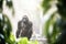 backlit gorilla figure through dense mist