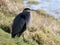 Backlit Great Blue Heron