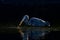 Backlit Great Blue Heron catches a small fish and shakes its head sending water spraying