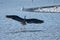 Backlit Great Blue Heron lands in shallow water, its large wings spread