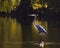 Backlit Great Blue Heron wading while fishing in the lake