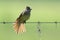 Backlit great crested fly catcher