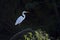 Backlit Great White Heron