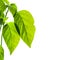 Backlit green leaves with water drops on white background