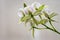 Backlit green orchid flowers on beige background