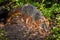 Backlit Grey Fox (Urocyon cinereoargenteus)