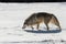 Backlit Grey Wolf (Canis lupus) Stalks Left in Snow Winter