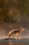 Backlit Grey Wolf Canis lupus Walks Across River Autumn