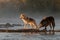 Backlit Grey Wolves Canis lupus Look Left Across River Autumn