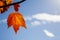 Backlit Hanging Orange Autumn Maple Leaf against Blue sky