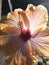 Backlit Hibiscus flower