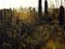 Backlit Highlights on Cacti in the Desert