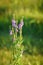 Backlit Hoary Vervain Wildflowers