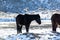 Backlit horse in the nevada desert in the snow