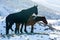 Backlit horse in the nevada desert in the snow