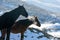 Backlit horse in the nevada desert in the snow