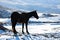 Backlit horse in the nevada desert in the snow