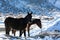 Backlit horse in the nevada desert in the snow