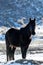 Backlit horse in the nevada desert in the snow