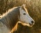 Backlit horse portrait