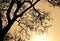 Backlit image of black Bodhi tree