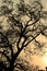 Backlit image of black Bodhi tree