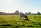 Backlit image of a grazing black spotted Holstein cow