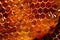 Backlit Image of Wax Honeycomb: Concept for Illuminating Nature\\\'s Geometry, Sweet Food Medicine