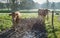 Backlit image of young cows standing in mud