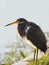 Backlit Imature Tri-colored Heron Perched on the Edge of the Lake